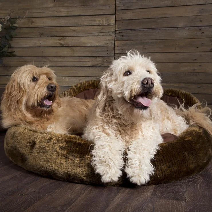 Teddy Bear Cushion Paw Bed for Dog & Cats