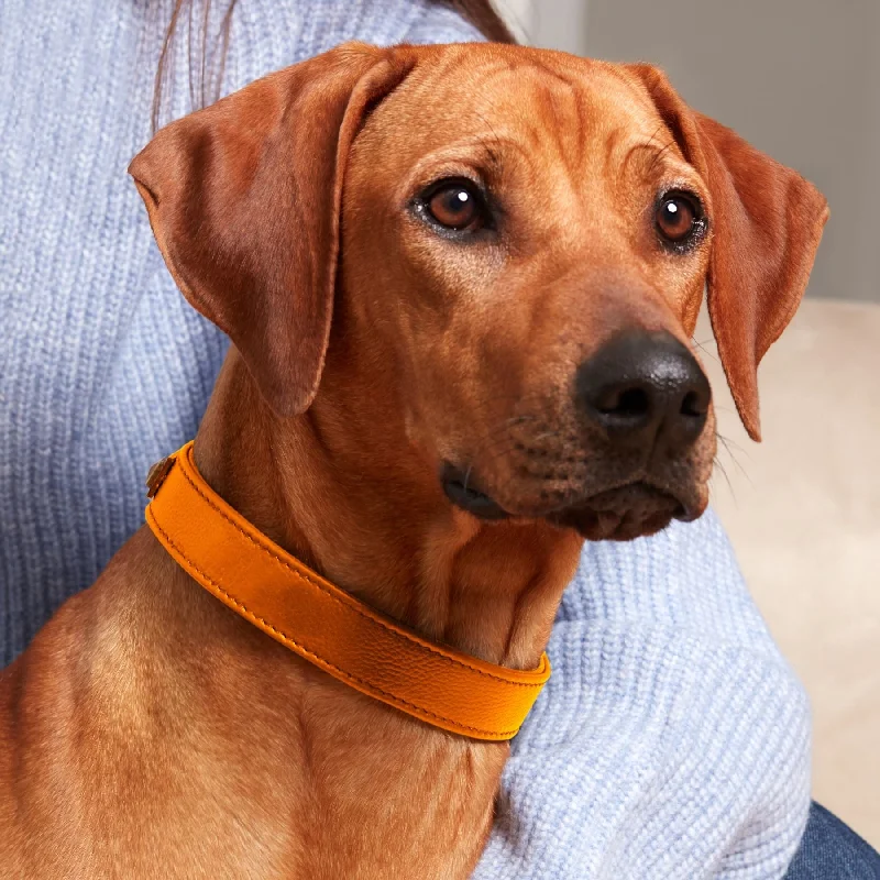 Dog collar - Orange Tangerine 🧡