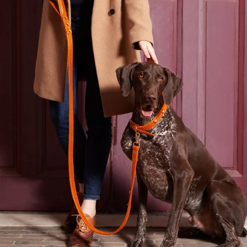 Dog leash - Orange Tangerine 🧡