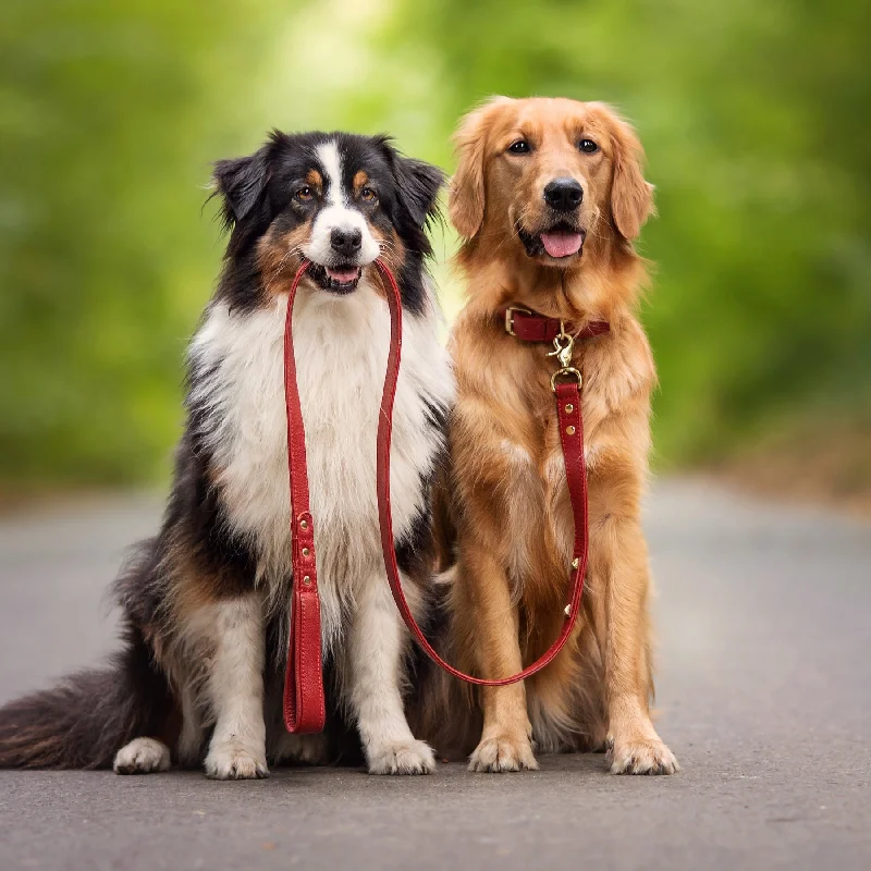 Dog leash - Magnetic Red ❤️