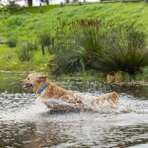 Rogz Amphibian Classic Collar